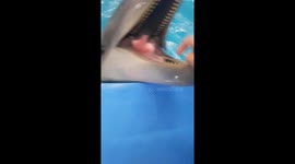 Dolphin likes it when his tongue is tickled