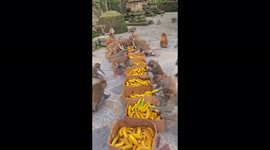 Feeding a huge flock of monkeys with bananas!