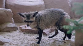 This Is The Afternoon Snack of Choice For These Bat-Eared Foxes