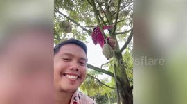 Inspirational disabled woman climbs durian trees to collect fruit and other everyday tasks