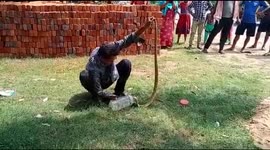 One-handed snake-rescuer risks life to catch a deadly cobra in eastern India