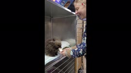 Porcupine trying to hold and eat a big apple slice is the CUTEST thing you'll watch today