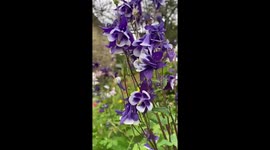 The beauty of spring in Hayfield, blooming colourful flowere