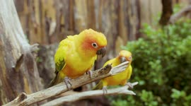 Small Birds With Big Voices! Introducing the Sun Conure