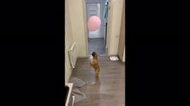 French bulldog playing with a balloon