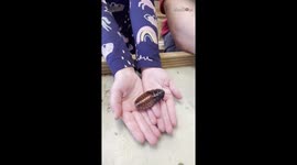 Brave 6-year-old doesn't flinch when holding huge cockroaches