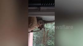 Fearless monkey destroys giant wasp nest outside home in Brazil