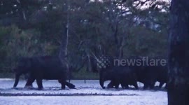 Herd of elephants head to village to find food in Sri Lanka