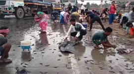 Desperate locals race to scoop up fish that fell from a truck in northern India