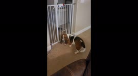 Basset trying to squeeze through gate