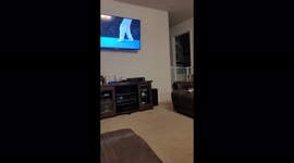 Basset watching favorite show. Doggie Olympics