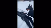 temp