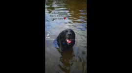This cute pup likes to sit in the water instead of swimming!