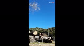 'This handstand + bike jump stunt is ABSOLUTE MADNESS! '