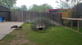 A unique encounter of a male peacock trying to impress 2 females on a Zoo. Wait for the end