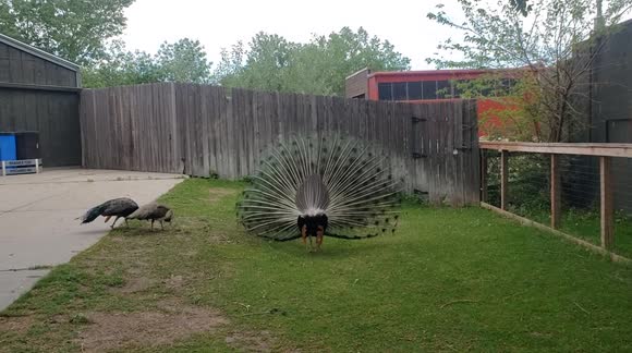 A unique encounter of a male peacock trying to impress 2 females on a Zoo. Wait for the end