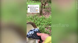 Viral TikToker documents fascinating process of extracting latex used to make gloves and boots