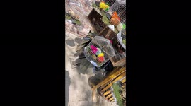 Colourful Chicks are ready for new home