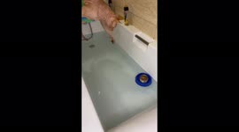 Sphynx cat named Lexus takes a bath and has lunch at the same time