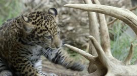 Watch How Quickly This Jaguar Cub Learns How to Be a Full Grown Jaguar