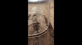 Let the Fight Commence! Will the rain-in Champion Winston Within the intruder to his home! Or will the latest contendor win! Don’t miss this amazing battle of the bravest!!!!