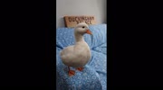temp