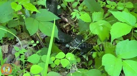 MATING SNAKES CRAWL ONTO A MAN ON A BUSY PENNSYLVANIA TRAIL!