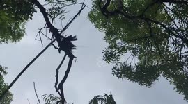 Crow that was hanging upside down was rescued by youngsters in South India