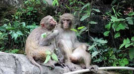 Macaques Frolic In The Woods In Yichang, Hubei, China