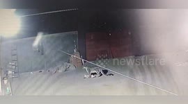 Snow leopard escapes after attacking farmer's sheep in China