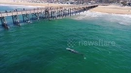 Huge whale surprises people on pier while fishing