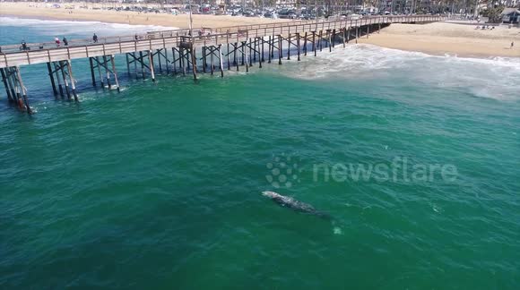 Huge whale surprises people on pier while fishing