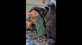 The raccoon is very happy to see a guest at home