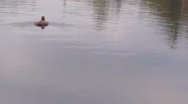 Baby loon swimming on its own in the bay while the mother watches over
