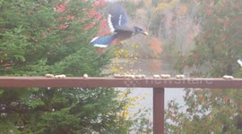 Blue Jays and Chippy share Peanuts and one Jay just can't make up his mind!