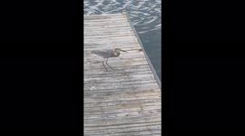 Blue heron walks around the dock for 2 minutes while reacting to noises in the distance