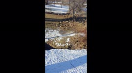 A large, early spring gathering of ducks by the river whose quacking at the end of the video sounds like laughing!