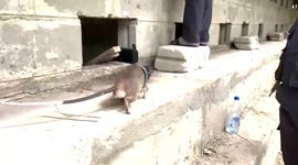 Rats are being trained to be sent into earthquake debris wearing tiny backpacks