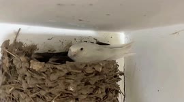 Rare pure white swallow hatched at villager's home in northern China