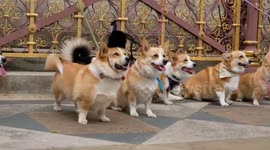 A right royal day out for corgis celebrating Queen's Platinum Jubilee in Kensington