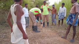 Python was rescued from sugarcane fields in South India