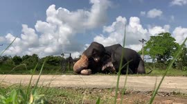 Wildlife officers use rope ladder to rescue elephant trapped in Sri Lanka canal
