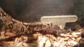 Boa constrictor Snake