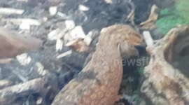 Monitor Lizard flicking dirt around with its Sharp claws in its enclosure