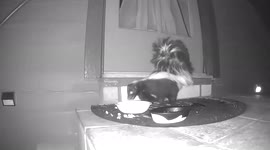 Skunk eats cat food left for raccoons