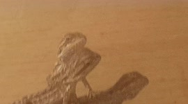 Small Gheko Lizard reptiles were tiny in size and they huddled together to keep warm