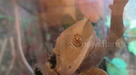 Gecko Lizard was climbing up the tank and looked through the glass tank