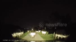 Buffalo herd blatantly walking on the road in the dark, blocking motorbikes and cars from circulating