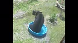 A big bear in a tiny pool!