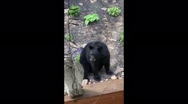 Mating season is in. This big bear showed up in my garden with his girl friend , shares a kiss , then has to smell the flowers!